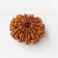 10 Mukhi Rudraksha (Dus Mukhi) - Image 4