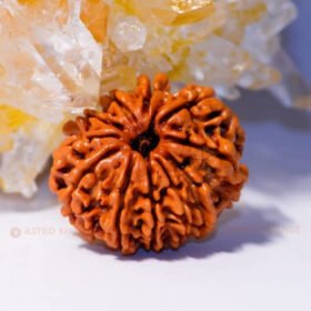 10 Mukhi Rudraksha (Dus Mukhi)