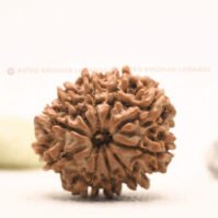 10 Mukhi Rudraksha (Dus Mukhi) - Image 3