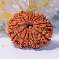 11 Mukhi Rudraksha (Gyarah Mukhi)