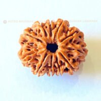 11 Mukhi Rudraksha (Gyarah Mukhi) - Image 4