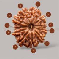 11 Mukhi Rudraksha (Gyarah Mukhi) - Image 3