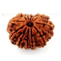 12 Mukhi Rudraksha (Baarah Mukhi) - Image 2