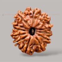 12 Mukhi Rudraksha (Baarah Mukhi)