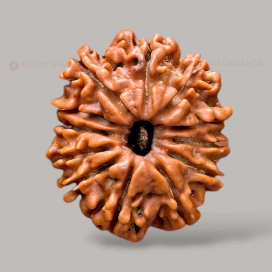 12 mukhi rudraksha (3) 12 Mukhi Rudraksha (Baarah Mukhi) - Image 1