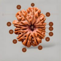12 Mukhi Rudraksha (Baarah Mukhi) - Image 3