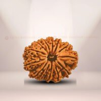 13 Mukhi Rudraksha (Terah Mukhi) - Image 3