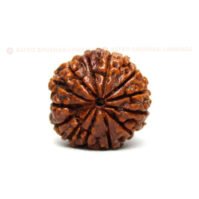 13 Mukhi Rudraksha (Terah Mukhi) - Image 4