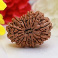 13 Mukhi Rudraksha (Terah Mukhi)