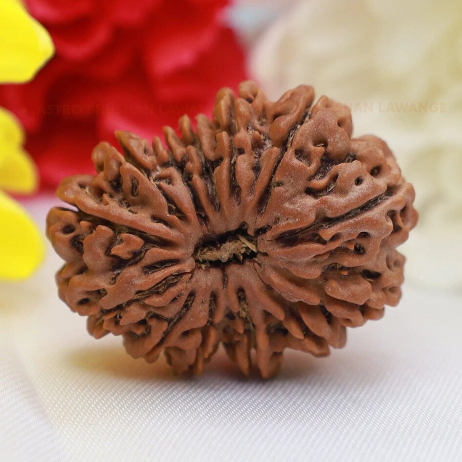 13 mukhi rudraksha (3) 13 Mukhi Rudraksha (Terah Mukhi) - Image 1