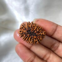 13 Mukhi Rudraksha (Terah Mukhi) - Image 2