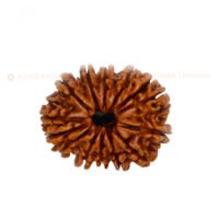 14 Mukhi Rudraksha (Chaudah Mukhi) - Image 4