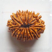 14 Mukhi Rudraksha (Chaudah Mukhi)