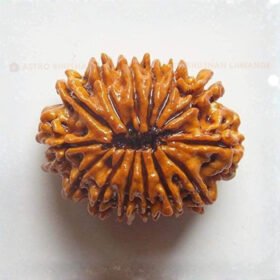 14 Mukhi Rudraksha (Chaudah Mukhi)