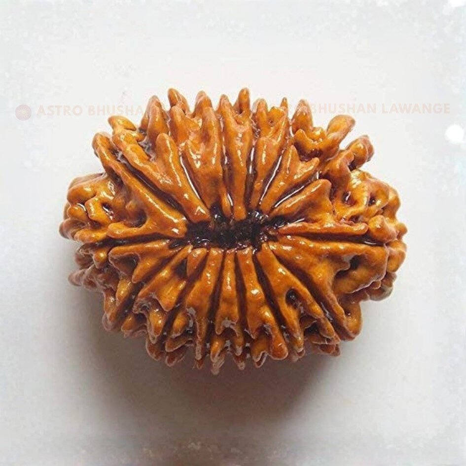 14 mukhi rudraksha (2) 14 Mukhi Rudraksha (Chaudah Mukhi) - Image 1