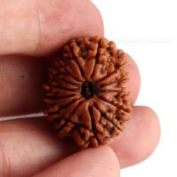 14 Mukhi Rudraksha (Chaudah Mukhi) - Image 2