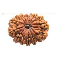 14 Mukhi Rudraksha (Chaudah Mukhi) - Image 3