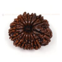 15 Mukhi Rudraksha (Pandrah Mukhi)