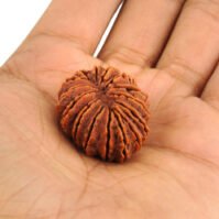 15 Mukhi Rudraksha (Pandrah Mukhi) - Image 4