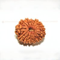 15 Mukhi Rudraksha (Pandrah Mukhi) - Image 3