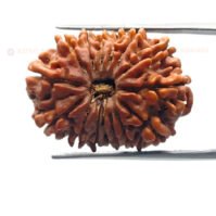 15 Mukhi Rudraksha (Pandrah Mukhi) - Image 2