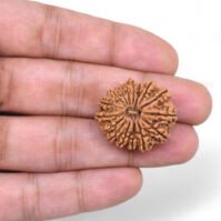 16 Mukhi Rudraksha (Solah Mukhi) - Image 4