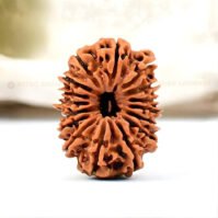 16 Mukhi Rudraksha (Solah Mukhi)