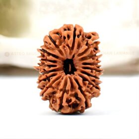 16 Mukhi Rudraksha (Solah Mukhi)