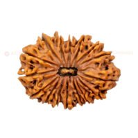 16 Mukhi Rudraksha (Solah Mukhi) - Image 2