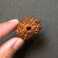 17 Mukhi Rudraksha (Satrah Mukhi) - Image 2