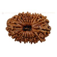 17 Mukhi Rudraksha (Satrah Mukhi) - Image 4