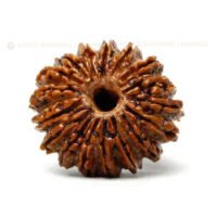 17 Mukhi Rudraksha (Satrah Mukhi) - Image 3