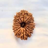 17 Mukhi Rudraksha (Satrah Mukhi)