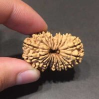 18 Mukhi Rudraksha (Atharah Mukhi) - Image 4