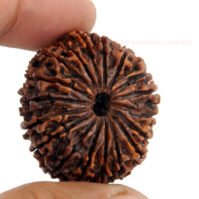 18 Mukhi Rudraksha (Atharah Mukhi) - Image 2
