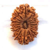 18 Mukhi Rudraksha (Atharah Mukhi) - Image 3