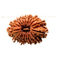 19 Mukhi Rudraksha (Unnis Mukhi) - Image 2