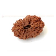 19 Mukhi Rudraksha (Unnis Mukhi) - Image 4