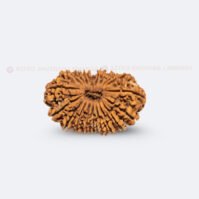 19 Mukhi Rudraksha (Unnis Mukhi) - Image 3