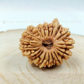 19 Mukhi Rudraksha (Unnis Mukhi)