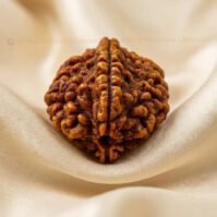 2 Mukhi Rudraksha (Dwi Mukhi)