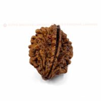 2 Mukhi Rudraksha (Dwi Mukhi) - Image 4