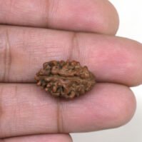 2 Mukhi Rudraksha (Dwi Mukhi) - Image 3