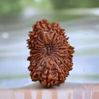 20 Mukhi Rudraksha (Bees Mukhi) - Image 4