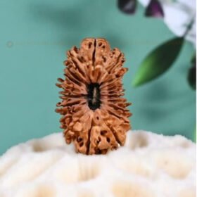 20 Mukhi Rudraksha (Bees Mukhi)