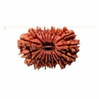 20 Mukhi Rudraksha (Bees Mukhi) - Image 3