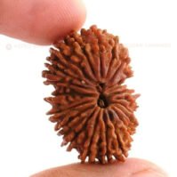 20 Mukhi Rudraksha (Bees Mukhi) - Image 2