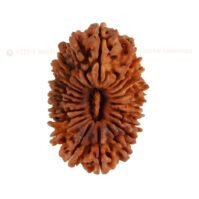 21 Mukhi Rudraksha (Ikkis Mukhi) - Image 4