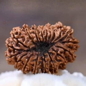21 Mukhi Rudraksha (Ikkis Mukhi)