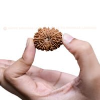 21 Mukhi Rudraksha (Ikkis Mukhi) - Image 3